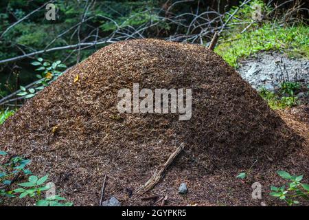 Grand anthill vivant fait de brindilles sèches et d'aiguilles de pin dans une forêt Banque D'Images