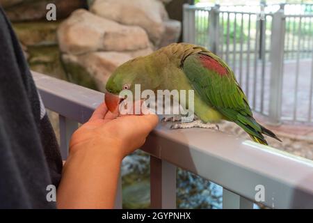 Alexandrine parakeet ou perroquet (Psittacula eupatria) ou Alexandrine à col annulaire ou plus rosé parakeet mangeant des graines de la main d'un enfant. Banque D'Images