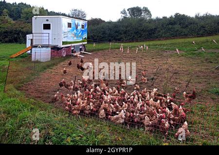 Otting, Bavière/ Allemagne -septembre 21 2021: Les poulets de plein air sont nourris à l'extérieur Banque D'Images