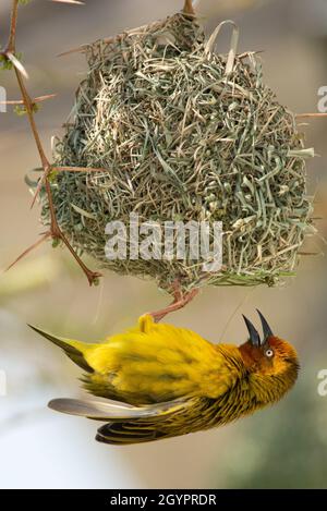 Cape Weaver, Ploceus capensis, mâle en dessous du nid, Grahamstown/Makhanda, province orientale du Cap, Afrique du Sud, 05 septembre 2018. Banque D'Images