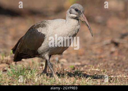 Hadeda Ibis (Bostrychia hagedash), alimentation à Grahamstown/Makhanda, province du Cap-est, Afrique du Sud, 05 septembre 2018. Banque D'Images