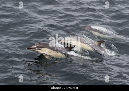 Trois dauphins communs qui bondissant dans les eaux britanniques Banque D'Images