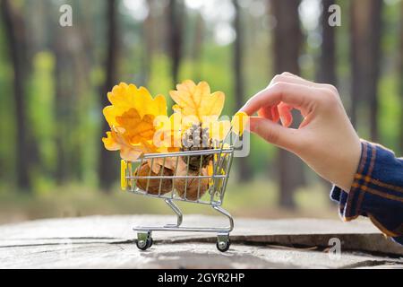 Main femelle poussant un chariot de shopping miniature plein de noix, un cône de pin et des feuilles de chêne sur un arbre souche contre un arrière-groun de forêt d'automne flou Banque D'Images