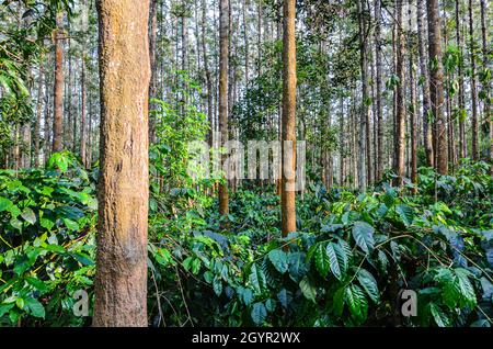 Plantation de café avec des chênes argentés Banque D'Images