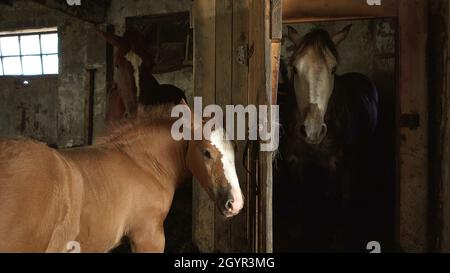 Photo d'un cheval avec un foal dans une ancienne stalle Banque D'Images