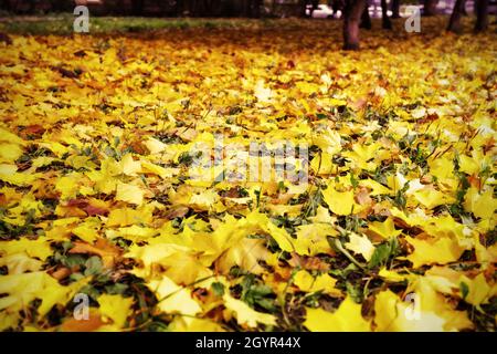 Magnifique paysage d'automne nature avec tapis de feuilles d'érable orange et jaune déchue au soleil. Paysage d'automne avec flou flou de flou Banque D'Images