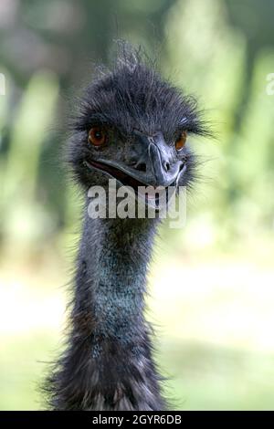 Debout près de six pieds de haut, l'émeu est le plus grand oiseau originaire d'Austraila. Banque D'Images