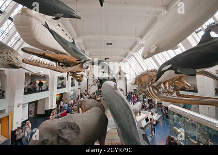 Salle des mammifères du Natural History Museum, South Kensington, Londres, Angleterre Banque D'Images