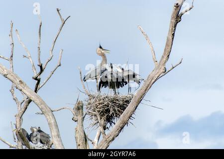 Great Blue Herons - Nest Juveniles Banque D'Images