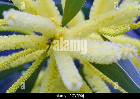 Coast Myall Macro Banque D'Images