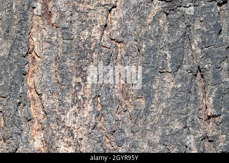 Gros plan du motif d'arrière-plan de l'écorce de l'arbre de neem en bois Banque D'Images