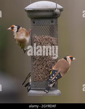 Londres, Royaume-Uni.9 octobre 2021.Les goldfinches regardent les deux façons avant de prendre le repas d'automne d'un alimenteur de jardin de banlieue.Crédit : Malcolm Park/Alay Live News Banque D'Images