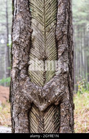 Un vieux pin qui a été taraudé pour sa résine.Il s'agissait autrefois d'une entreprise rentable dans les forêts sur les pentes de l'Etna, en Sicile, en Italie Banque D'Images