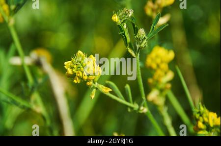 Medicago falcata, espèce végétale du genre Medicago.Elle est originaire d'une grande partie de l'Europe et de l'Asie Banque D'Images