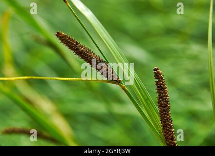 Carex acuta - trouvé croissant sur les bords des rivières et des lacs dans les écorégions terrestres Palaearctiques dans des lits de dep humide, alcalin ou légèrement acide Banque D'Images