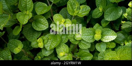 gros plan naturel frais vert menthe feuilles de fond dans le jardin avec espace de copie. bannière et arrière-plan page couverture concept. Banque D'Images