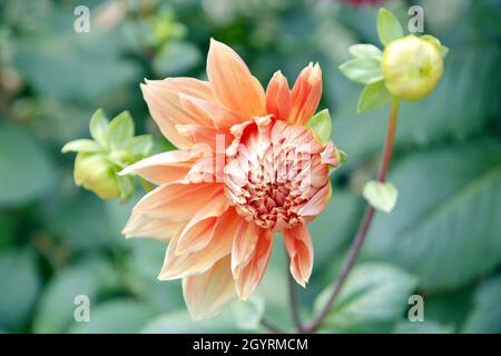 Belle fleur de Dahlia dans le jardin Banque D'Images