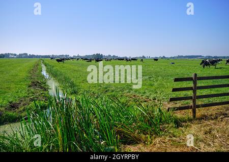 Les pays-Bas, sep 8,2021-vaches en pâturage avec ferme en arrière-plan. Le gouvernement néerlandais veut exproprier les agriculteurs pour réduire le bétail afin de résoudre le problème Banque D'Images