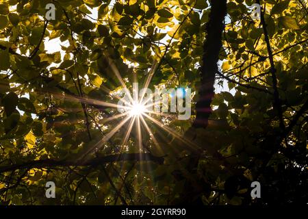 Faisceau de lumière de l'éclat du soleil à travers les feuilles des arbres.la photo est prise de dessous et en format horizontal. Banque D'Images