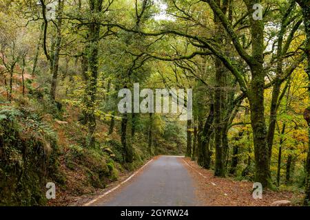 Route à Mata da Albergaria, forêt feuillue tempérée et mixte dans le parc national de Peneda-Gerês, Portugal Banque D'Images