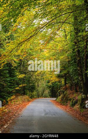 Route à Mata da Albergaria, forêt feuillue tempérée et mixte dans le parc national de Peneda-Gerês, Portugal Banque D'Images