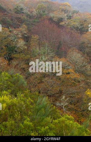 Forêt atlantique automnale à Ribeira Sacra, Galice, Espagne Banque D'Images