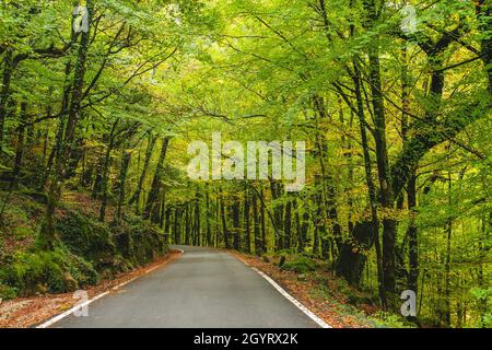 Route à Mata da Albergaria, forêt feuillue tempérée et mixte dans le parc national de Peneda-Gerês, Portugal Banque D'Images