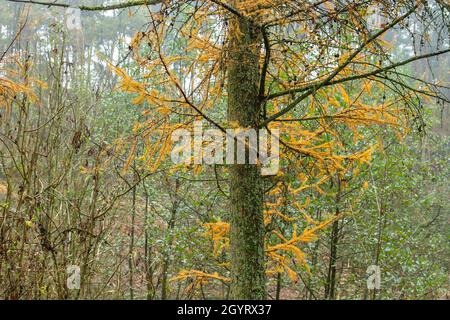 Mélèze (Larix decidua) arbre conifeux à feuilles caduques avec feuillage automnal Banque D'Images