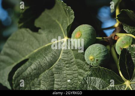 Ficus carica fruits, figues vertes non mûres Banque D'Images