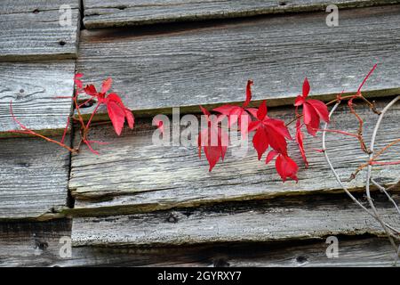 Red Virginia Creeper, Parthenocissus quinquefolia, en automne sur une grange en bois de panneau à bois à Herefordshire, Angleterre, Royaume-Uni Banque D'Images