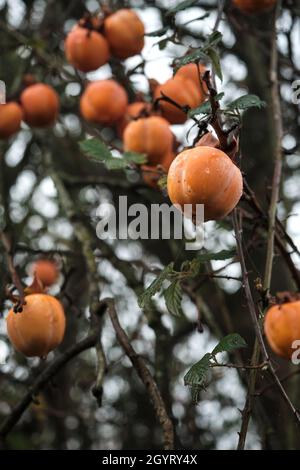Arbre kaki Diospyros chargé de fruits mûrs en persimmon avec des gouttelettes de rosée Banque D'Images