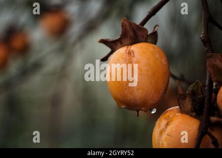 Arbre kaki Diospyros chargé de fruits mûrs Banque D'Images