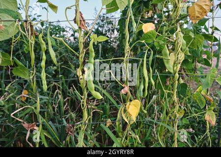 Haricots blancs Phaseolus coccineus plante avec des gousses vertes mûres Banque D'Images