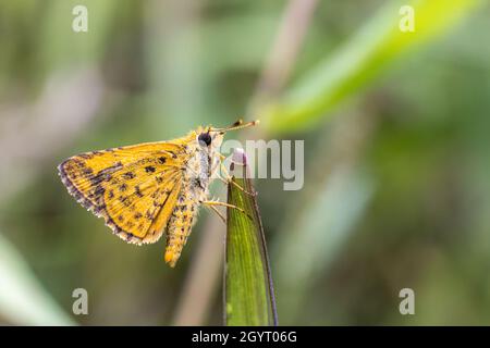 Bush Hopper (Ampittia dioscorides) perching sur la plante Banque D'Images