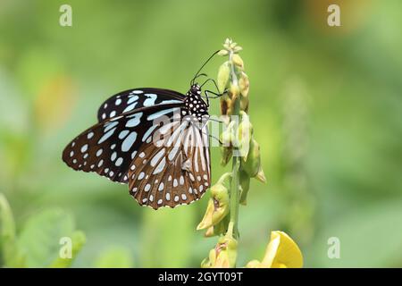 Tigre bleu (Tirumala limniace) buvant sur la plante Banque D'Images