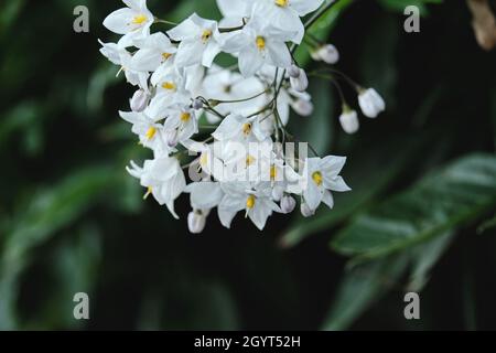 Solanum laxum jasmin nuit ombre de fleurs blanches Banque D'Images