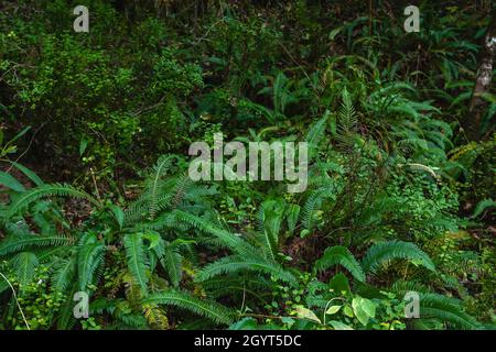 Frondes vertes et verdure sauvage dans les forêts tempérées à feuilles larges et mixtes Banque D'Images