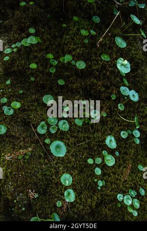 Umbilicus rupestris, feuilles vertes ressemblant au nombril de Navelwort sur un mur de mousse Banque D'Images