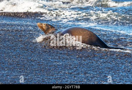 Le lion de mer de Galapagos (Zalophus wollebaeki) sur la plage, parc national de Galapagos, Équateur. Banque D'Images