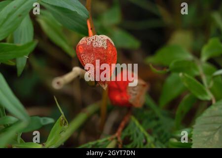 Physalis alkekengi lanterne chinoise fruit avec husk rouge révélant les veines squelette Banque D'Images