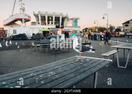 seagull reste sur la table en bois à san francisco dans la ville Banque D'Images