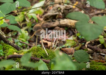 Spécimens de la forêt de Coalpit Hill. Banque D'Images