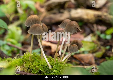 Spécimens de la forêt de Coalpit Hill. Banque D'Images