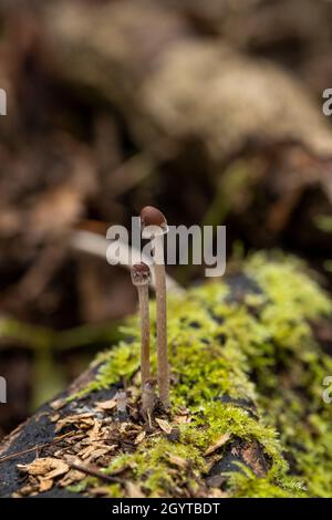 Spécimens de la forêt de Coalpit Hill. Banque D'Images