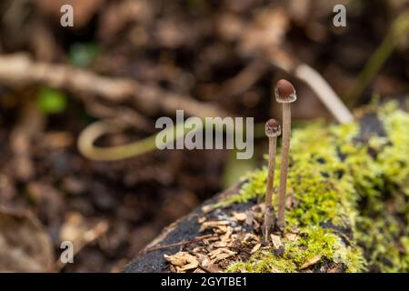 Spécimens de la forêt de Coalpit Hill. Banque D'Images