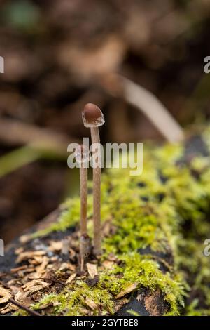 Spécimens de la forêt de Coalpit Hill. Banque D'Images