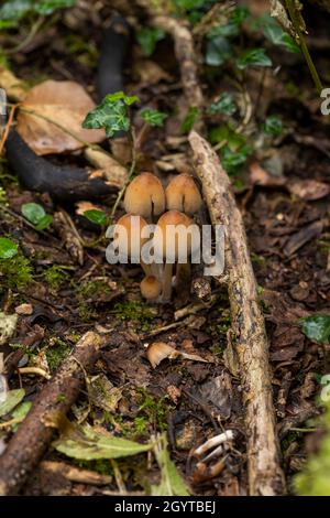 MICA Cap - Coprinellus micaceus.Coalpit Hill. Banque D'Images