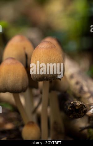 MICA Cap - Coprinellus micaceus.Coalpit Hill. Banque D'Images