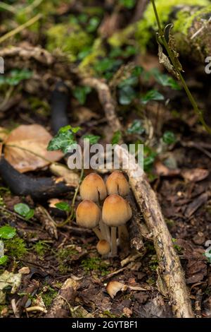 MICA Cap - Coprinellus micaceus.Coalpit Hill. Banque D'Images