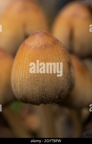 MICA Cap - Coprinellus micaceus.Coalpit Hill. Banque D'Images